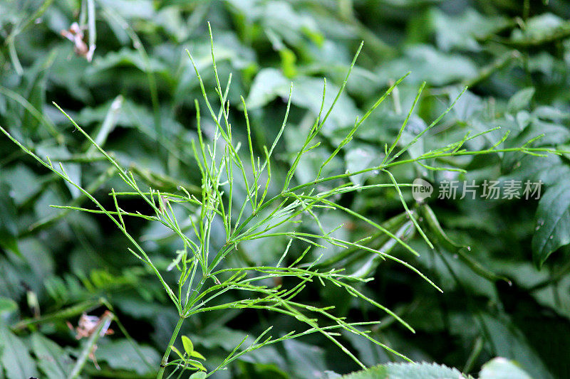 花园中入侵的马尾草(Equisetum arvense)图像